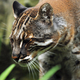 Illustration for article titled Belated/Beta Caturday Post - Asian Golden Cat